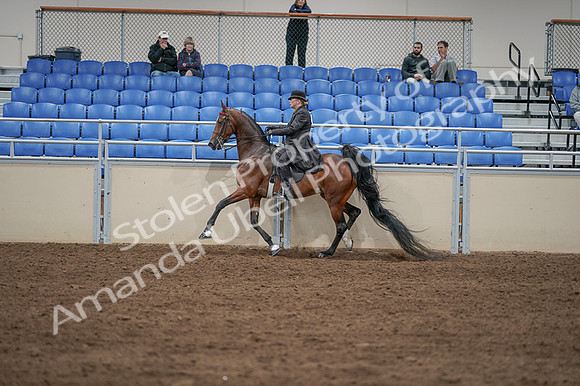 2020 - AB Morgan Horse - Fri, Sept 04 - 09640