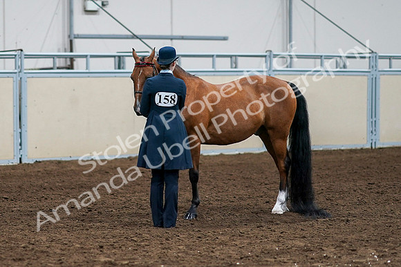 2020 - AB Morgan Horse - Fri, Sept 04 - 00959