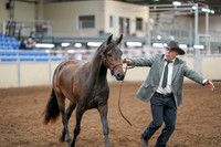 2020 - AB Morgan Horse - Sat, Sept 05 - 00728