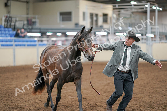 2020 - AB Morgan Horse - Sat, Sept 05 - 00728