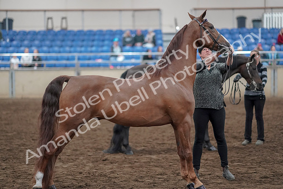 2019 Morgan Horse Show - Aug 31, 2019 - 03752