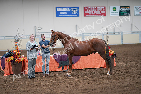 2020 - AB Morgan Horse - Sat, Sept 05 - 00272