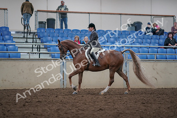 2019 Morgan Horse Show - Aug 31, 2019 - 16002