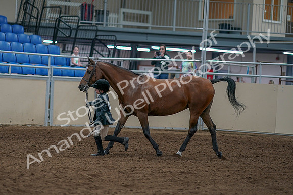 2020 - AB Morgan Horse - Fri, Sept 04 - 00758