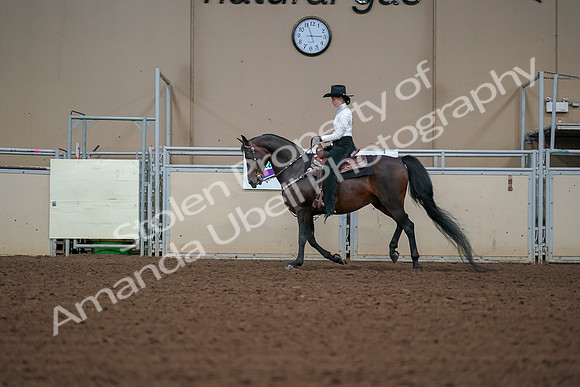 2019 Morgan Horse Show - Aug 30, 2019 - 16844