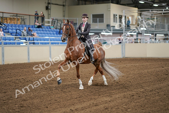 2020 - AB Morgan Horse - Sat, Sept 05 - 06277
