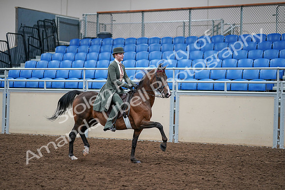 2020 - AB Morgan Horse - Fri, Sept 04 - 03430