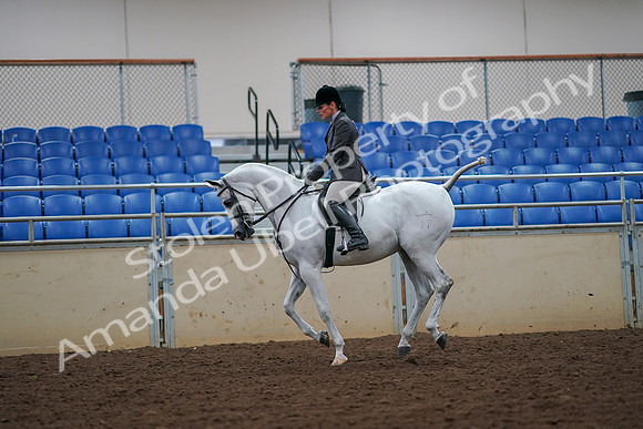 2019 Morgan Horse Show - Aug 30, 2019 - 17450