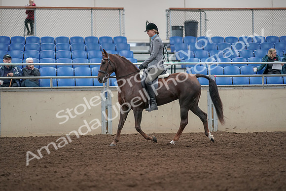 2019 Morgan Horse Show - Aug 31, 2019 - 07146