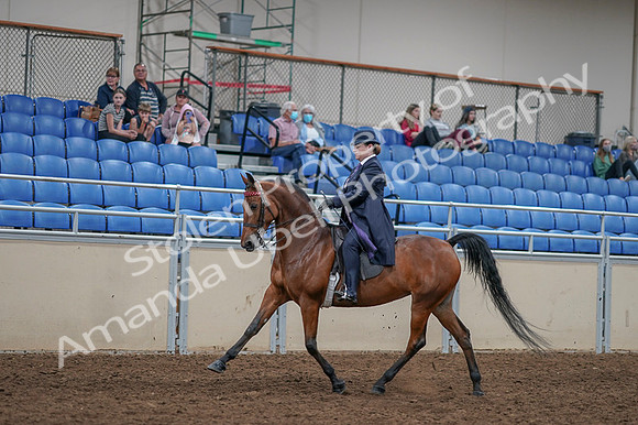 2020 - AB Morgan Horse - Fri, Sept 04 - 11227