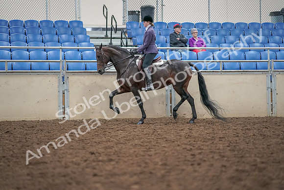2019 Morgan Horse Show - Aug 30, 2019 - 20320