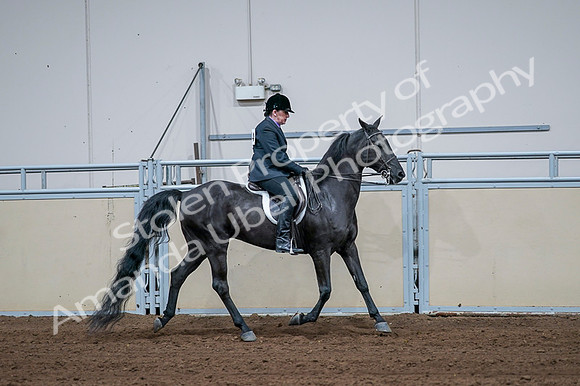 2020 - AB Morgan Horse - Fri, Sept 04 - 01826