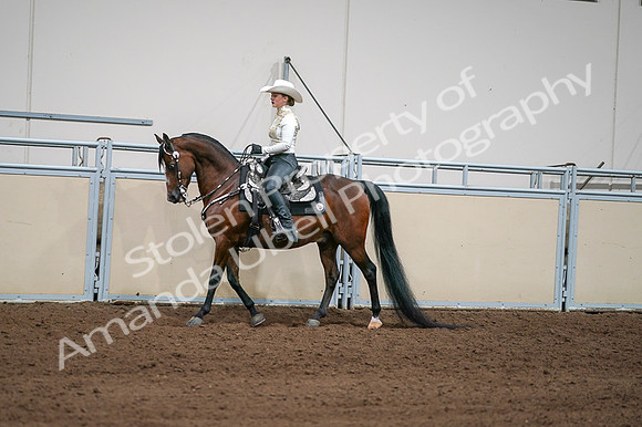 2020 - AB Morgan Horse - Fri, Sept 04 - 08354