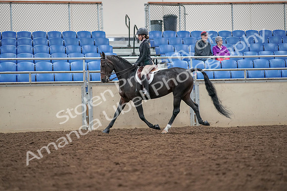 2019 Morgan Horse Show - Aug 30, 2019 - 20103