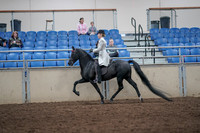 2019 Morgan Horse Show - Aug 31, 2019 - 09246