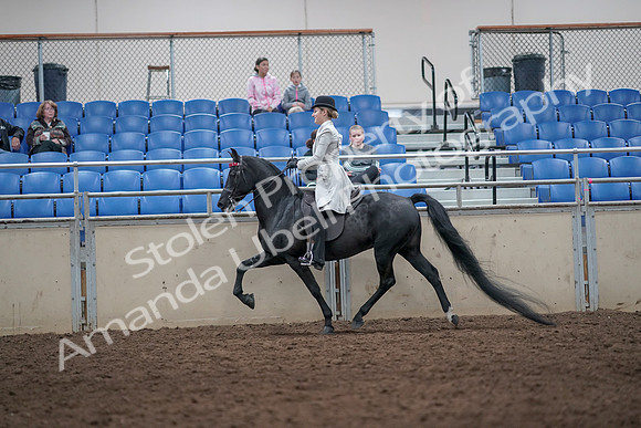2019 Morgan Horse Show - Aug 31, 2019 - 09246