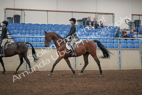 2019 Morgan Horse Show - Aug 31, 2019 - 04931