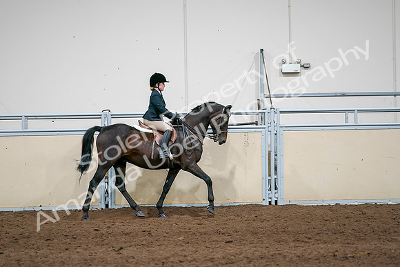 2020 - AB Morgan Horse - Sun, Sept 06 - 07980