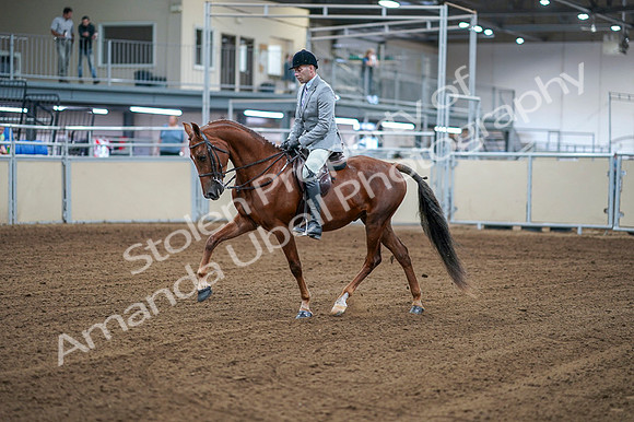 2020 - AB Morgan Horse - Fri, Sept 04 - 01465