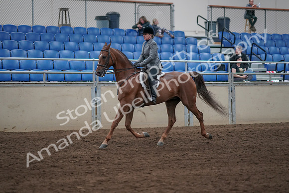 2019 Morgan Horse Show - Sept 01, 2019 - 12303