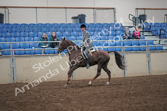 2019 Morgan Horse Show - Aug 31, 2019 - 07316