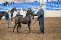 2020 - AB Morgan Horse - Sat, Sept 05 - 00675