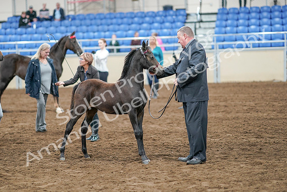 2020 - AB Morgan Horse - Sat, Sept 05 - 00675
