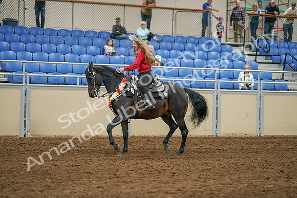 2020 - AB Morgan Horse - Sat, Sept 05 - 10363