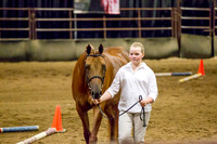 Class 22 - HA Sport Horse Mares In-Hand