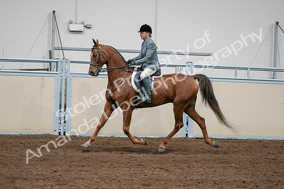 2020 - AB Morgan Horse - Sat, Sept 05 - 03042
