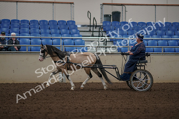 2019 Morgan Horse Show - Aug 31, 2019 - 04352