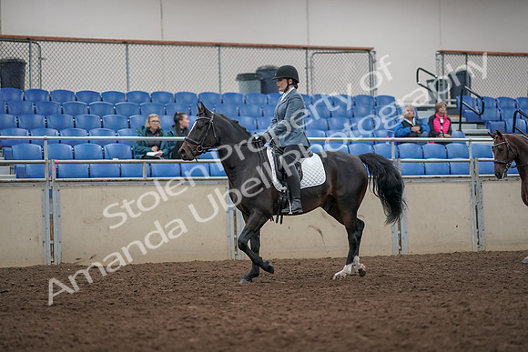 2019 Morgan Horse Show - Aug 31, 2019 - 07234