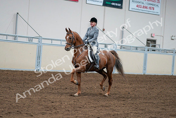 2020 - AB Morgan Horse - Sat, Sept 05 - 03266