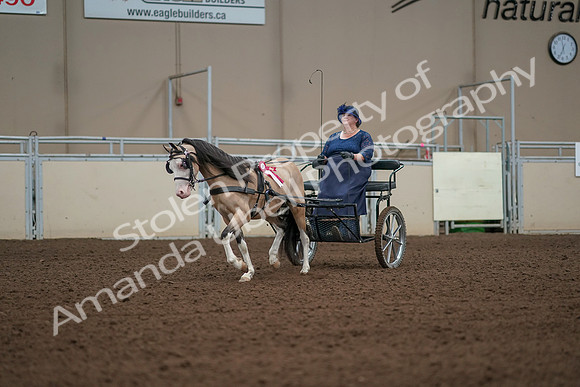 2019 Morgan Horse Show - Aug 31, 2019 - 04598
