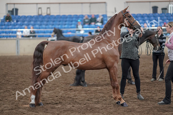 2019 Morgan Horse Show - Aug 31, 2019 - 03755