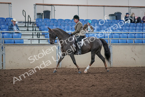 2019 Morgan Horse Show - Aug 31, 2019 - 14744