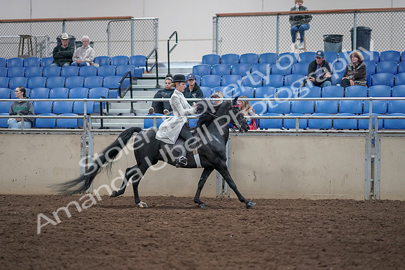 2019 Morgan Horse Show - Aug 31, 2019 - 09673