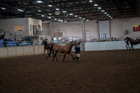 2019 Morgan Horse Show - Aug 31, 2019 - 01496