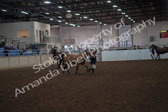 2019 Morgan Horse Show - Aug 31, 2019 - 01496