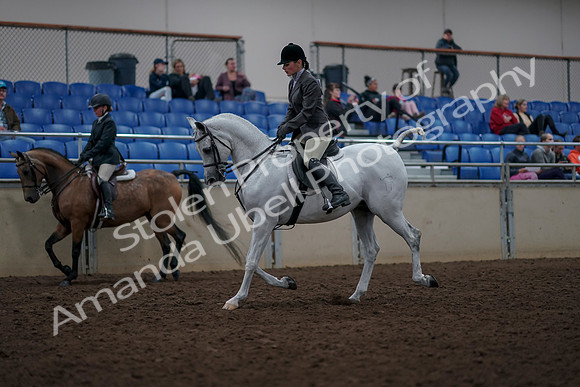 2019 Morgan Horse Show - Aug 31, 2019 - 14696