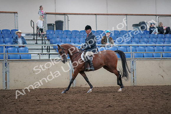 2019 Morgan Horse Show - Aug 31, 2019 - 15057
