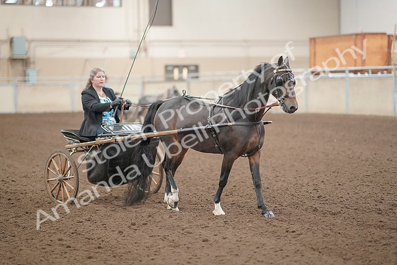 2019 Morgan Horse Show - Aug 31, 2019 - 04400