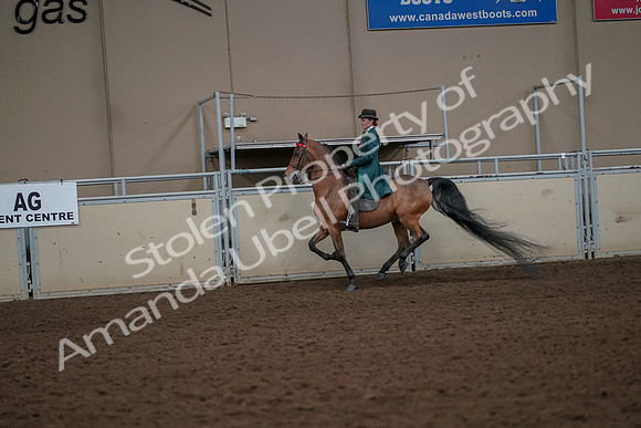 2019 Morgan Horse Show - Aug 30, 2019 - 28008