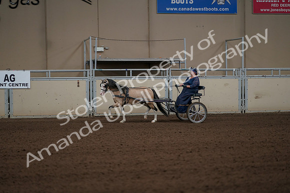 2019 Morgan Horse Show - Aug 31, 2019 - 04331