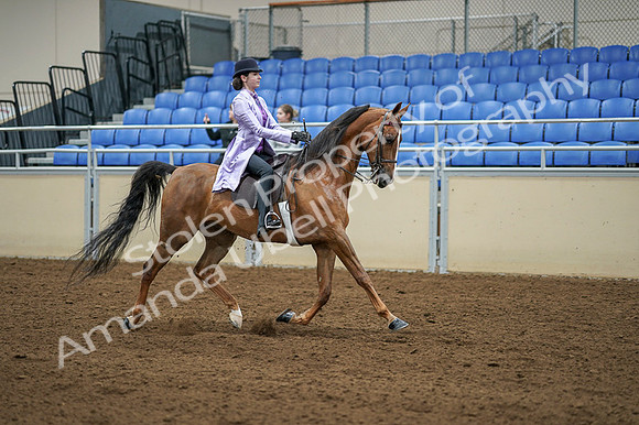 2020 - AB Morgan Horse - Fri, Sept 04 - 05175