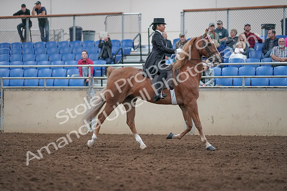 2019 Morgan Horse Show - Aug 31, 2019 - 20726