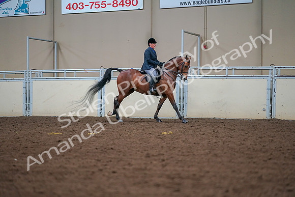 2019 Morgan Horse Show - Aug 30, 2019 - 20971