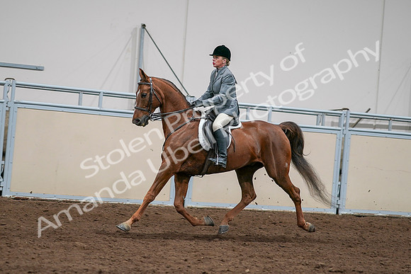 2020 - AB Morgan Horse - Sat, Sept 05 - 03070