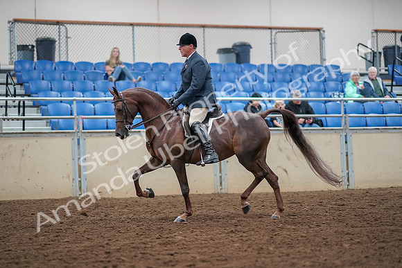 2019 Morgan Horse Show - Aug 30, 2019 - 17253