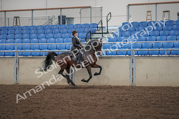 2019 Morgan Horse Show - Aug 30, 2019 - 28150